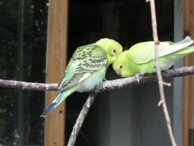 Прикрепленное изображение: IMG_1620.JPG